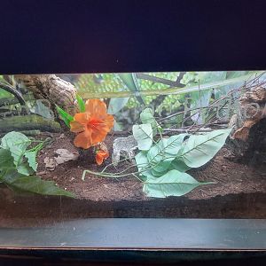 Columbus Zoo - Reptiles, Calabar python