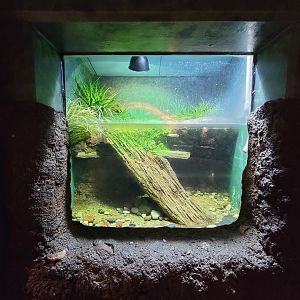 Columbus Zoo - Reptiles, Spotted turtle and yellow-blotched map turtle