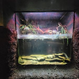 Columbus Zoo - Reptiles, Hellbender