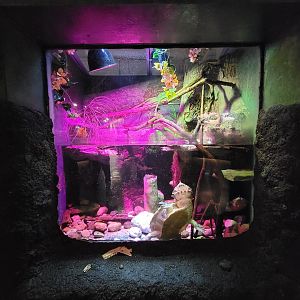 Columbus Zoo - Reptiles, Matamata and unsigned plumed basilisk