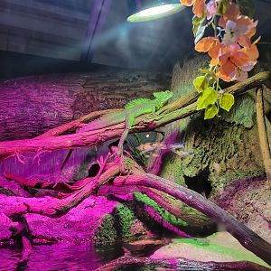 Columbus Zoo - Reptiles, Unsigned plumed basilisk