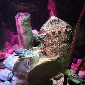 Columbus Zoo - Reptiles, Matamata