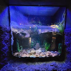 Columbus Zoo - Reptiles, Lake Titicaca frogs