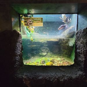 Columbus Zoo - Reptiles, Yellow-headed temple turtle and McCord's snake-necked turtle