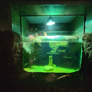 Columbus Zoo - Reptiles, Barbour's map turtle