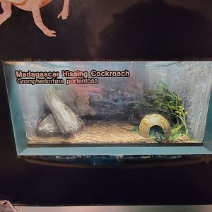 Columbus Zoo - Reptiles, Madagascar hissing cockroach