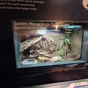 Columbus Zoo - Reptiles, Eastern massasauga
