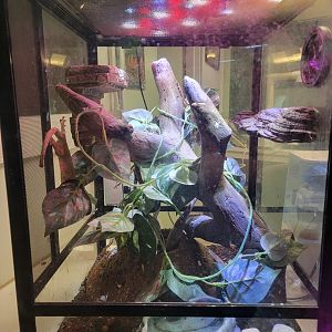 Columbus Zoo - Reptiles, Eyelash gecko, signed as Guichenot's Crested Gecko