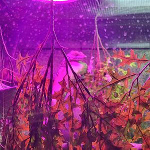 Columbus Zoo - Reptiles, Smallwood's anole? in unsigned exhibit