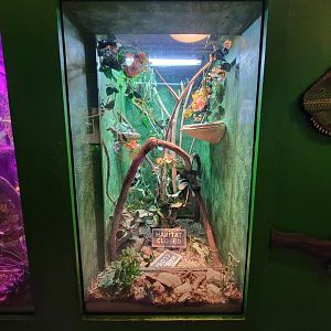 Columbus Zoo - Reptiles, Empty plumed basilisk/green basilisk exhibit