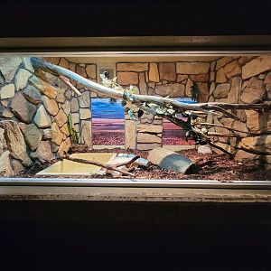 Columbus Zoo - Reptiles, Scrub python