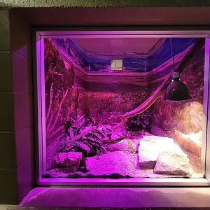 Columbus Zoo - Reptiles, Mexican beaded lizard