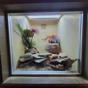 Columbus Zoo - Reptiles, Ball python and pancake tortoise