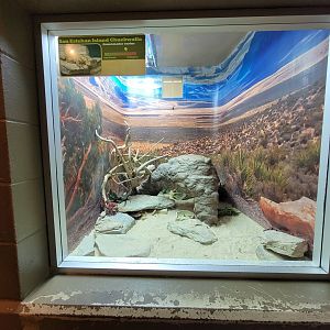 Columbus Zoo - Reptiles, Gila monster and San Esteban chuckwalla