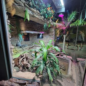 Columbus Zoo - Reptiles, Blue iguana, black spiny-tailed iguana,