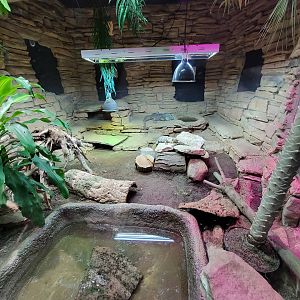 Columbus Zoo - Reptiles, Blue iguana, black spiny-tailed iguana,