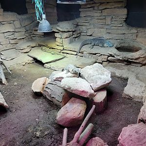 Columbus Zoo - Reptiles, Blue iguana, black spiny-tailed iguana,