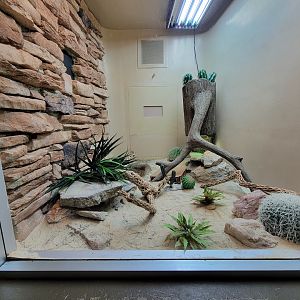Columbus Zoo - Reptiles, Sidewinder and banded rock rattlesnake