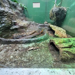 Columbus Zoo - Reptiles, Yellow-margined box turtle and crocodile lizards