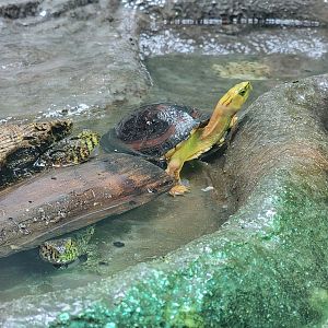 Columbus Zoo - Reptiles, Yellow-margined box turtle and crocodile lizards