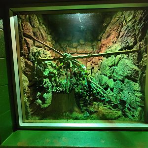 Columbus Zoo - Reptiles, Solomon Islands skink