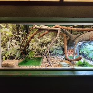 Columbus Zoo - Reptiles, Merten's water monitor