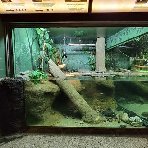 Columbus Zoo - Reptiles, Malaysian giant pond turtle, Siebenrock's snake-necked turtle