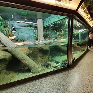 Columbus Zoo - Reptiles, Malaysian giant pond turtle, Siebenrock's snake-necked turtle