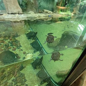 Columbus Zoo - Reptiles, Various snake-necked turtles