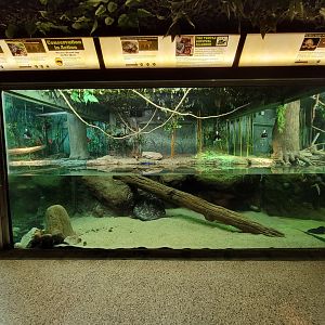 Columbus Zoo - Reptiles, Annam pond turtle, yellow-headed temple turtle, striped narrow-headed softshell turtle, Fly River turtle