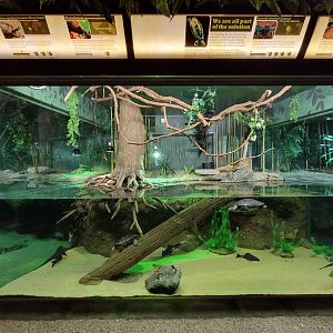 Columbus Zoo - Reptiles, Smooth-fronted caiman, yellow-spotted Amazon River turtle, freshwater ray