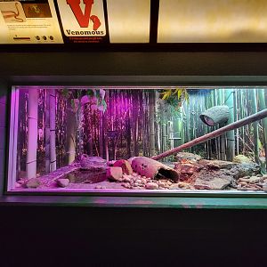 Columbus Zoo - Reptiles, King cobra