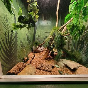 Columbus Zoo - Reptiles, Madagascar giant hognose snake