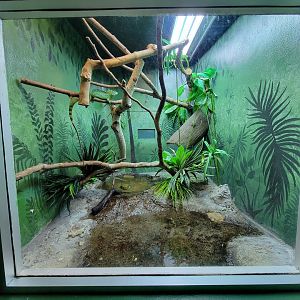 Columbus Zoo - Reptiles, Plumed basilisk and Coahuilan box turtle (which fell out of a plant)