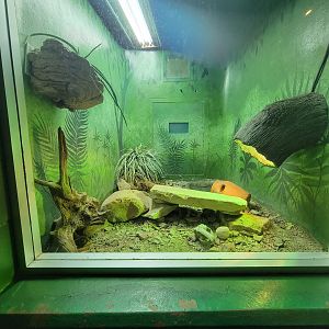 Columbus Zoo - Reptiles, Cape cobra