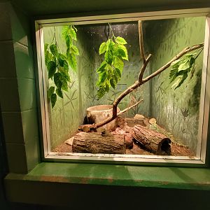 Columbus Zoo - Reptiles, Blood python