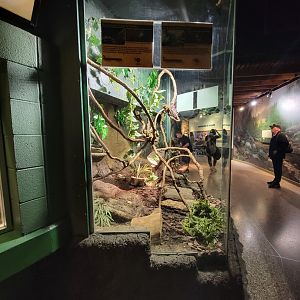 Columbus Zoo - Reptiles, Mandarin rat snake, red-tailed rat snake, three-striped box turtle, spiny hill turtle, stripe-necked leaf turtle