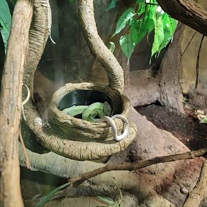 Columbus Zoo - Reptiles, either Mandarin or red-tailed rat snake