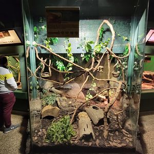 Columbus Zoo - Reptiles, Mandarin rat snake, red-tailed rat snake, three-striped box turtle, spiny hill turtle, stripe-necked leaf turtle
