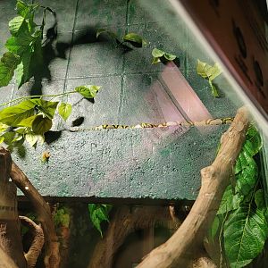 Columbus Zoo - Reptiles, Mandarin rat snake