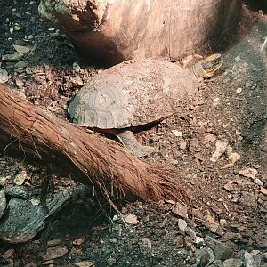 Columbus Zoo - Reptiles, three-striped box turtle