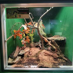 Columbus Zoo - Reptiles, Timber rattlesnake and eastern box turtle