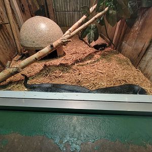 Columbus Zoo - Reptiles, Black rat snake and eastern box turtle