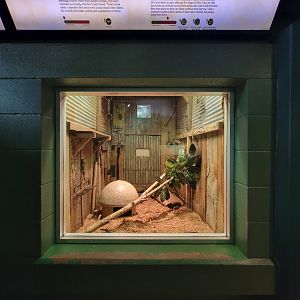 Columbus Zoo - Reptiles, Black rat snake and eastern box turtle