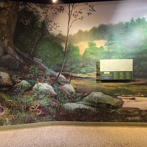 Columbus Zoo - Reptiles, Mural of native species