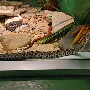 Columbus Zoo - Reptiles, Eastern massasaugas and northern copperhead