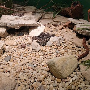 Columbus Zoo - Reptiles, Eastern massasaugas and northern copperhead