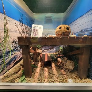 Columbus Zoo - Reptiles, Lake Erie water snake