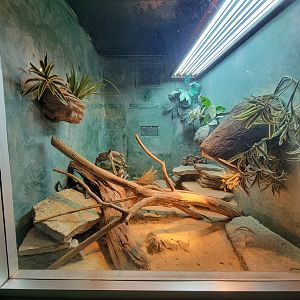 Columbus Zoo - Reptiles, San Esteban chuckwalla and desert grassland whiptails