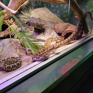 Columbus Zoo - Reptiles, Eastern diamondback, timber rattlesnake, dusky pygmy rattlesnake, and corn snake